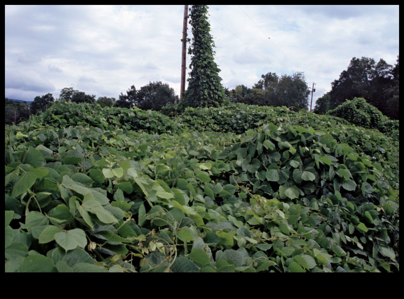 Γιατί ορισμένα τοπία είναι πιο επιρρεπή στα χωροκατακτητικά είδη ζώων;