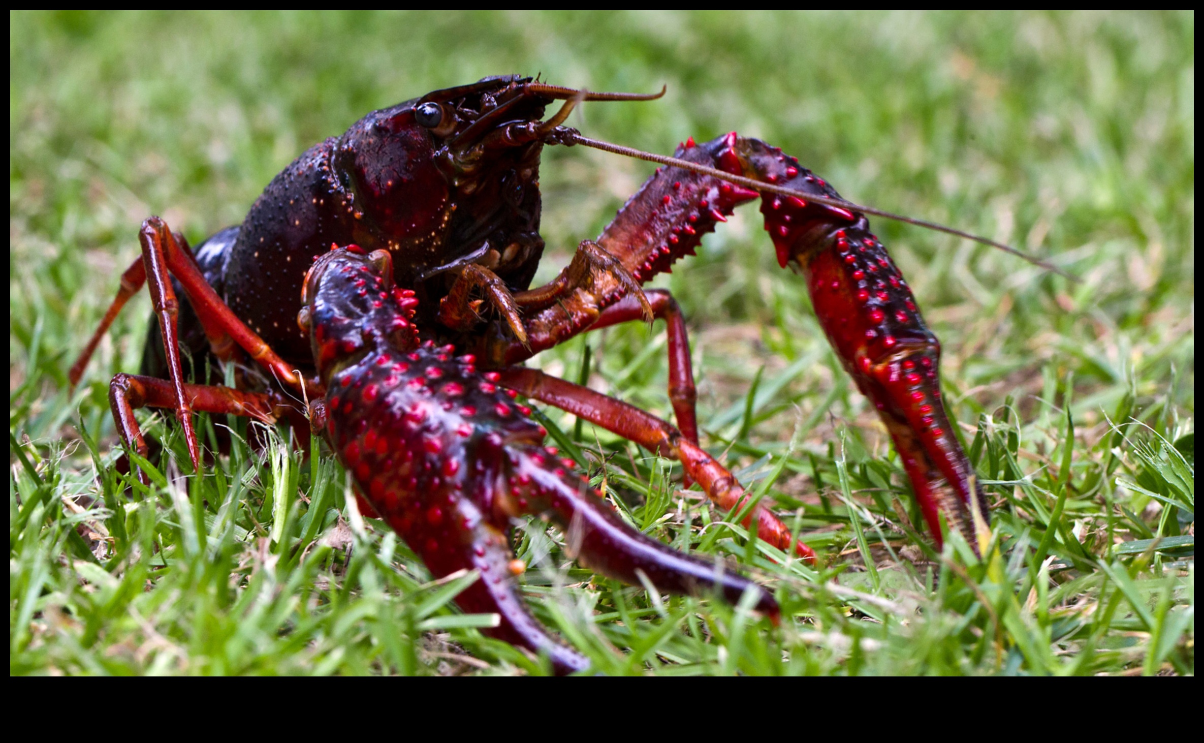 Γιατί ορισμένα τοπία είναι πιο επιρρεπή στα χωροκατακτητικά είδη ζώων;