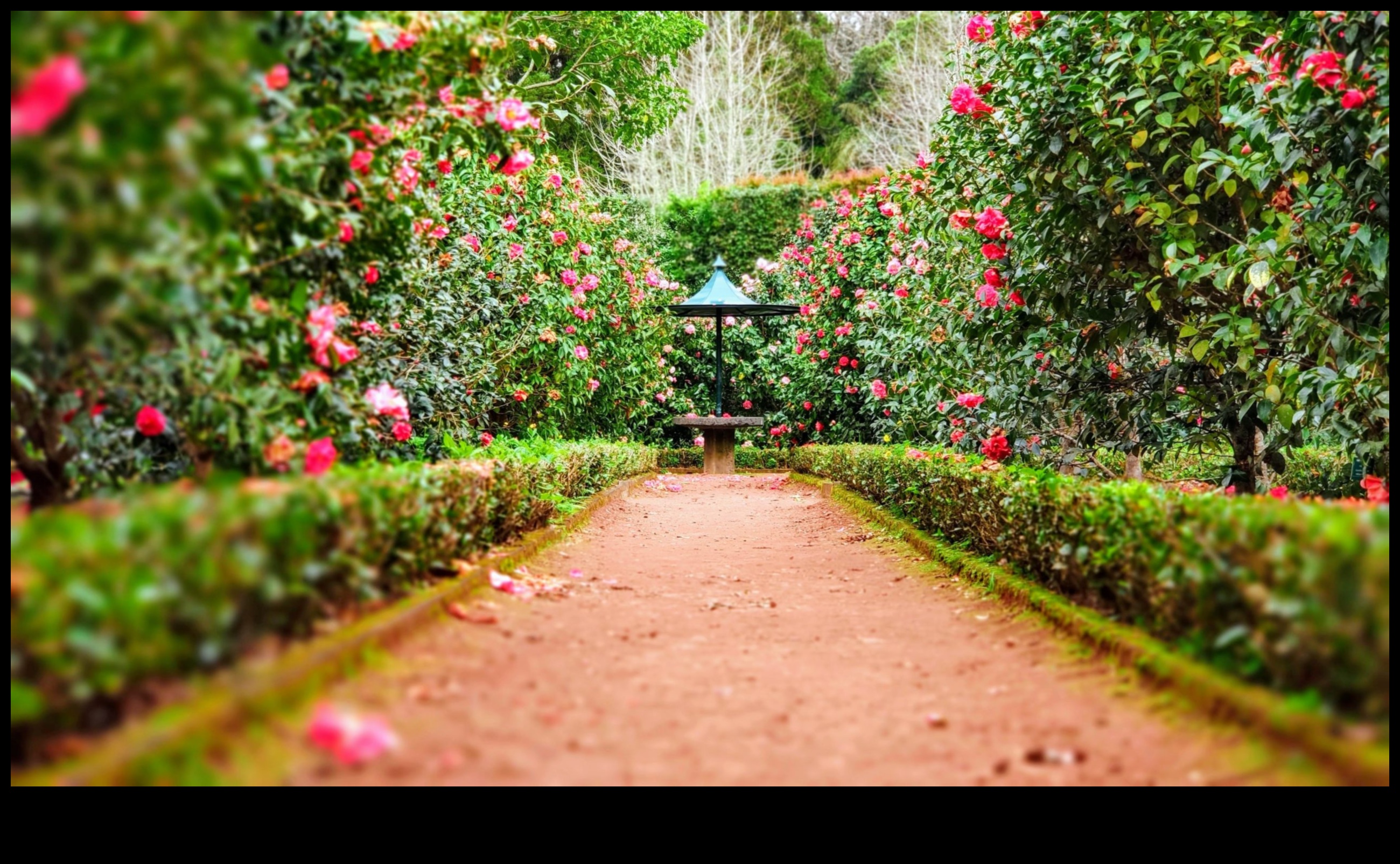 Harmony in Bloom: Κομψές πινελιές για το καταφύγιο του κήπου σας