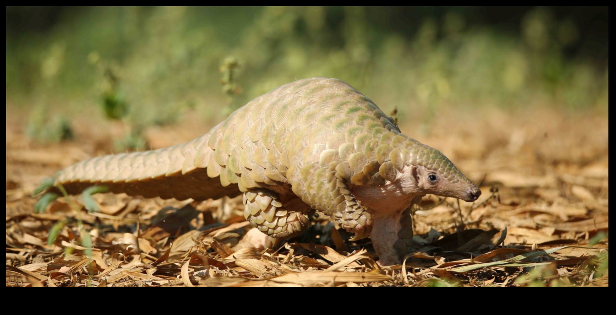 Πώς συμβάλλουν τα τοπία στη διατήρηση των απειλούμενων ειδών;