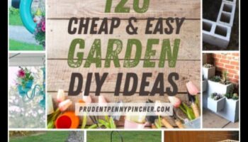 Budget-Friendly Blooms: DIY Garden Projects That Shine