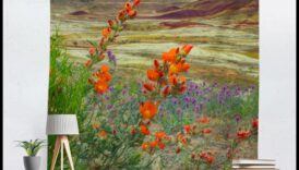 Desert Blossoms: Wildflowers in Arid Environments