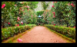 Garden Harmony: Εξισορρόπηση ομορφιάς και αποτελεσματικότητας στη φροντίδα