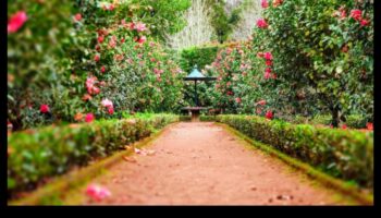 Garden Harmony: Εξισορρόπηση ομορφιάς και αποτελεσματικότητας στη φροντίδα