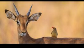Urban Wildlife: Nature Thurving in Cityscapes