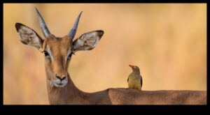 Urban Wildlife: Nature Thurving in Cityscapes