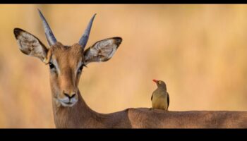 Urban Wildlife: Nature Thurving in Cityscapes
