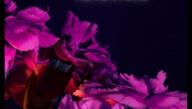 Floral Flourish: Gardens Bursting with Blooms