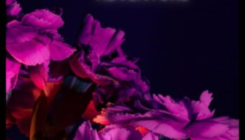 Floral Flourish: Gardens Bursting with Blooms