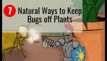 Βγάζω; Αντιμετωπίστε τα παράσιτα του κήπου με ευκολία