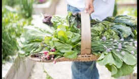 Τεχνογνωσία Συγκομιδής: Πρακτικά Εργαστήρια Κήπου