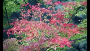 Majestic Maples: Japanese Garden Autumnal Charm
